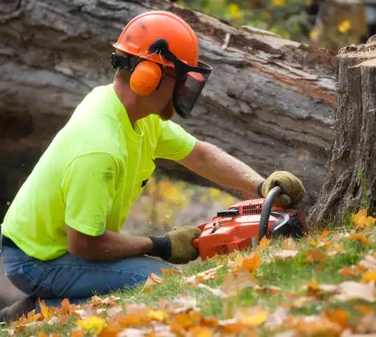 tree services St. Regis Park